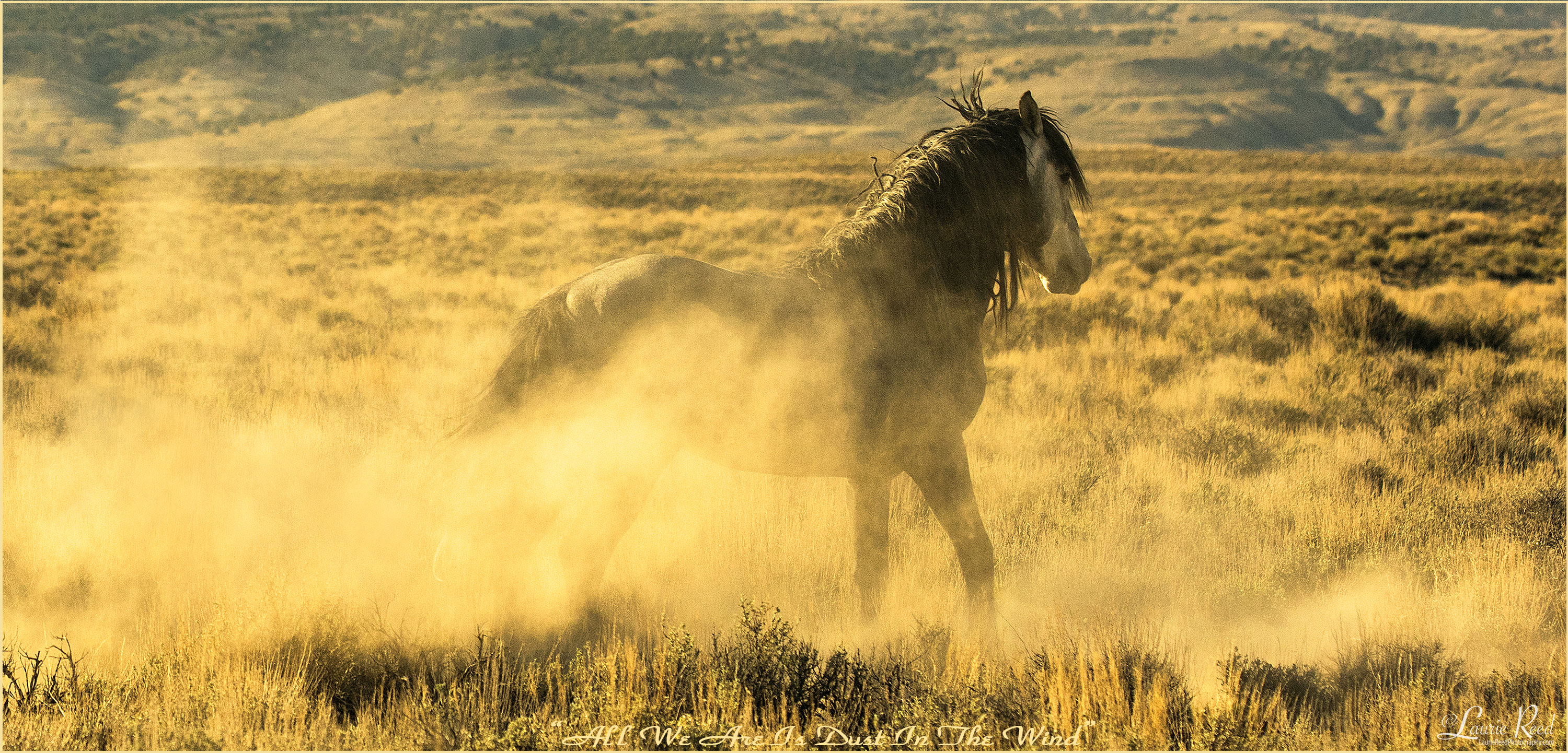 Salt River Wild Horses - Laurie Reed Photography