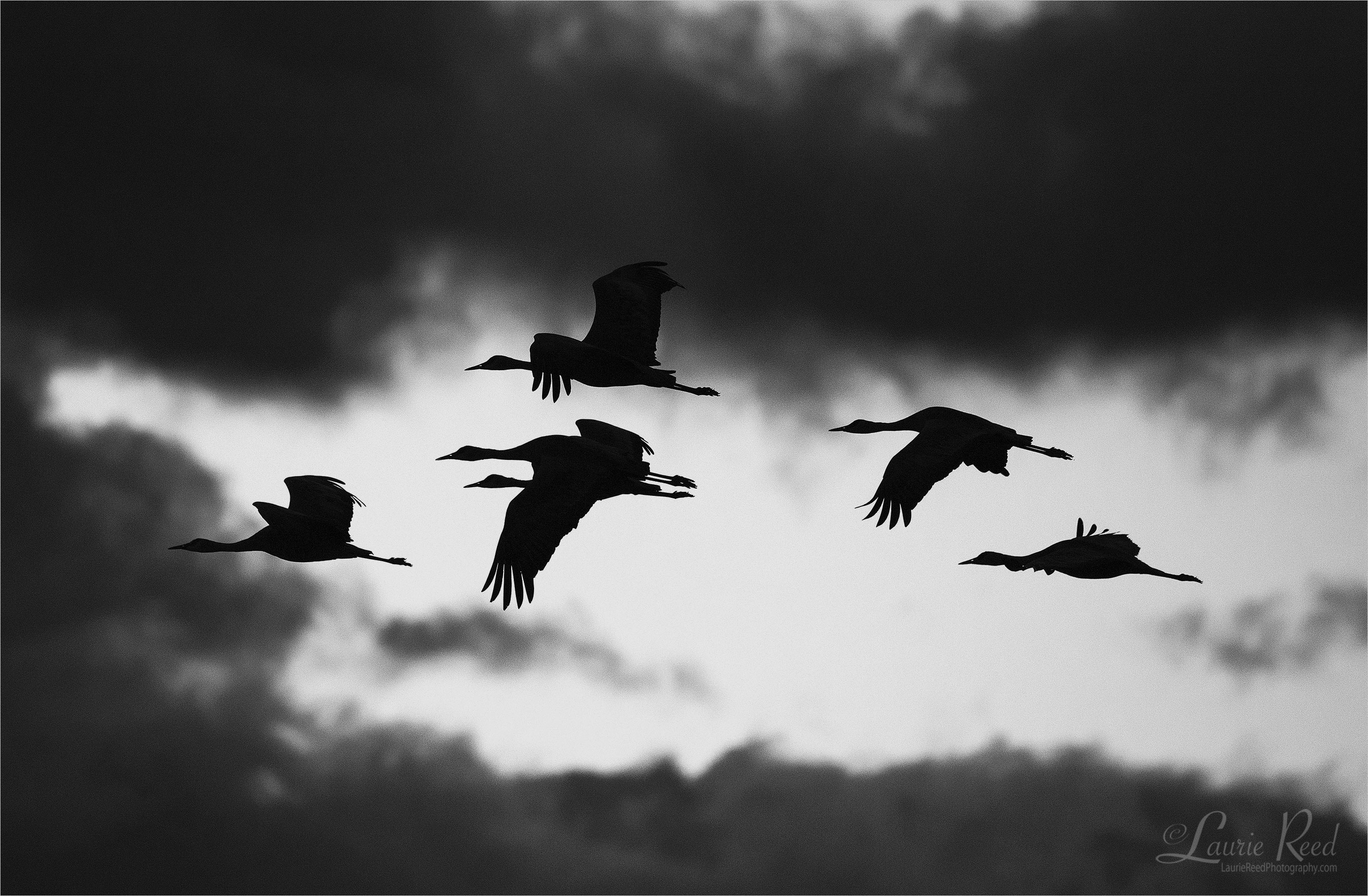 Sandhill Crane Sunset