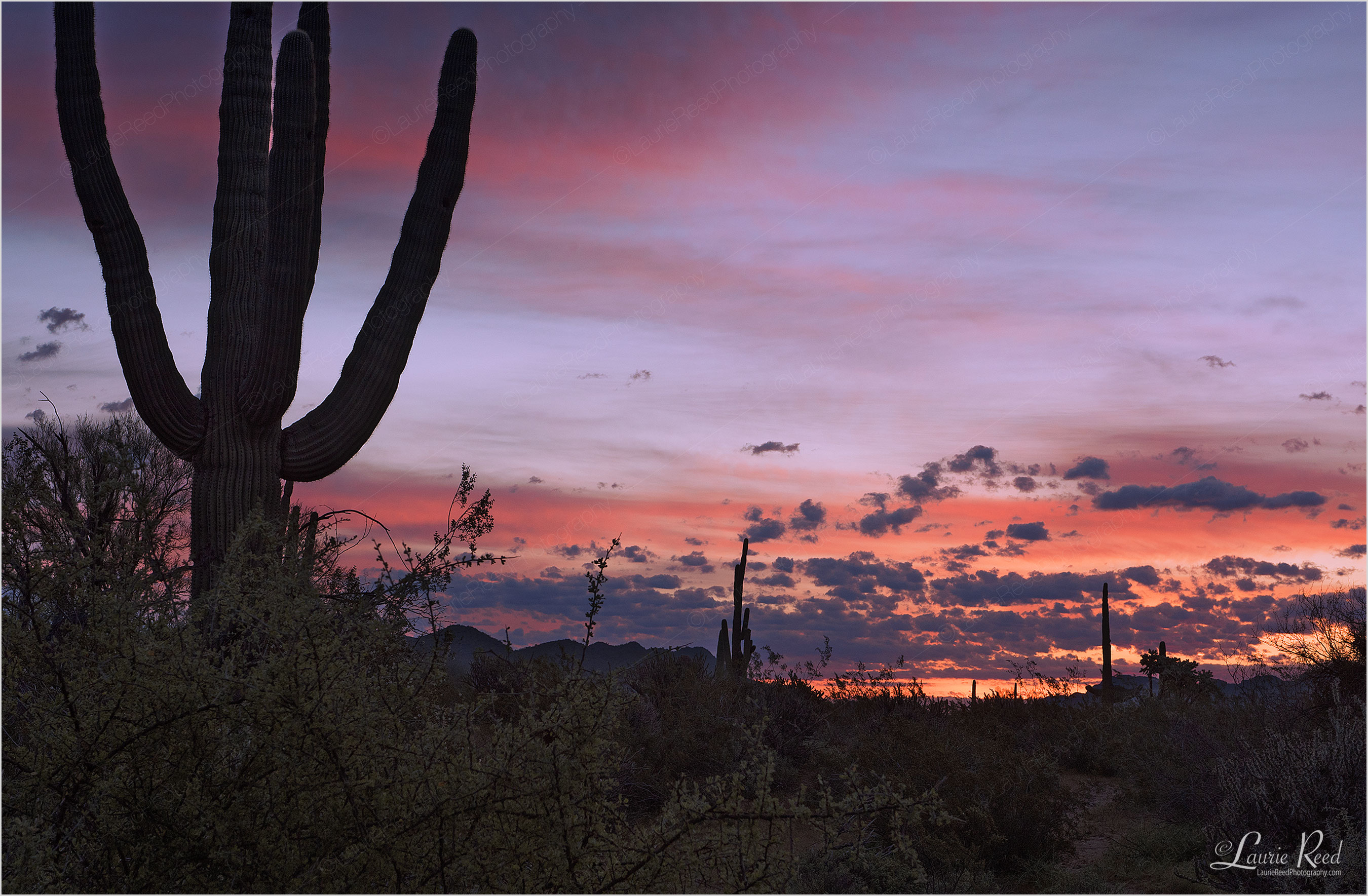 Sunset In The Desert © Laurie Reed Photography