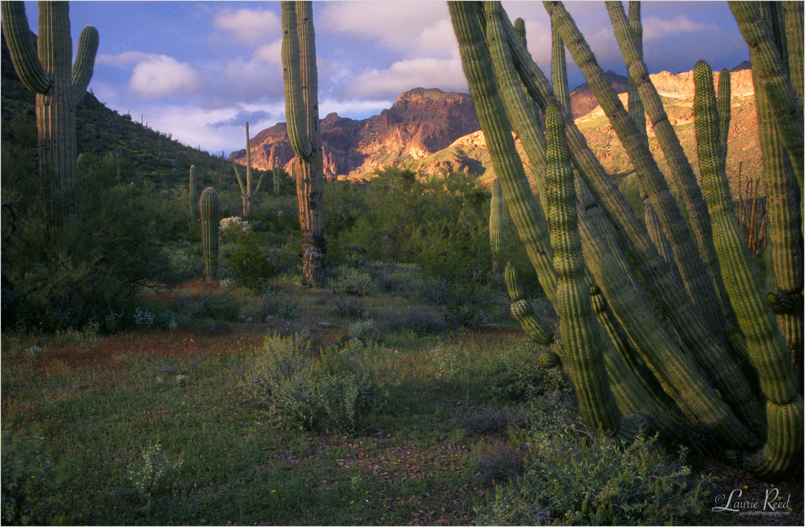 Arizona Landscape Photography | Laurie Reed Photography
