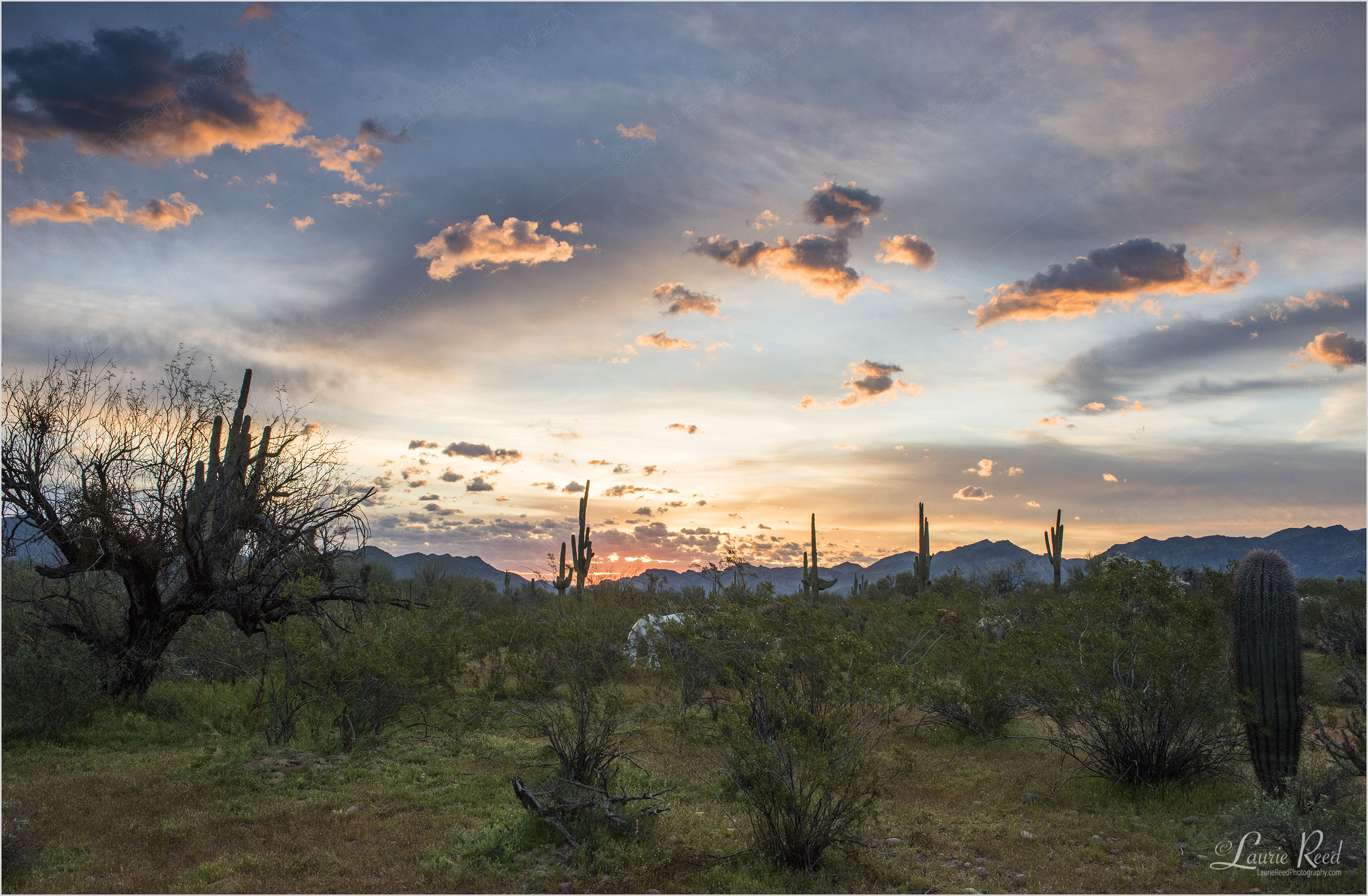 Salt Horses AZ © Laurie Reed Photography