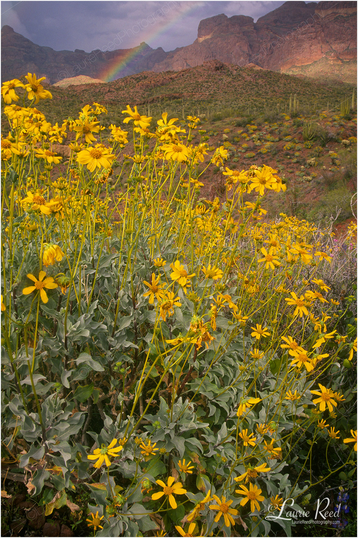 Rainbow Yellow Flowers © Laurie Reed Photography