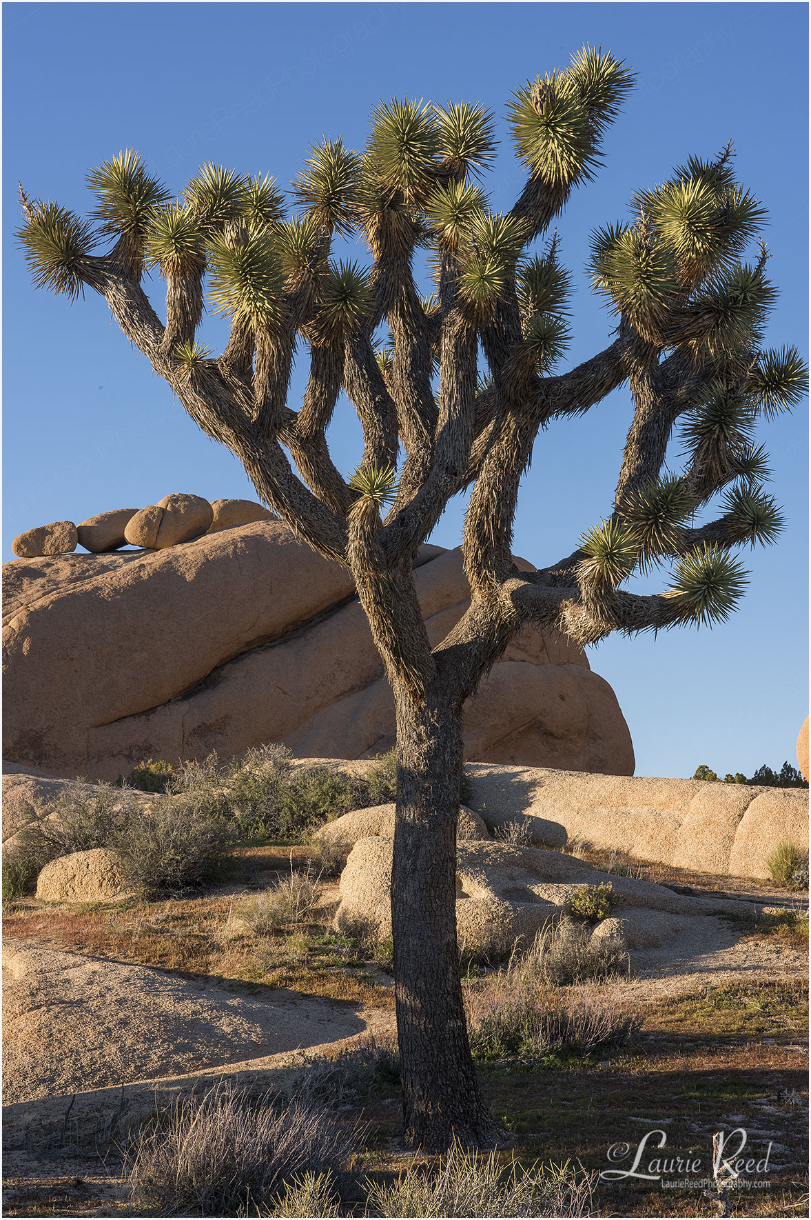 © Laurie Reed Photography - Joshua Tree - California