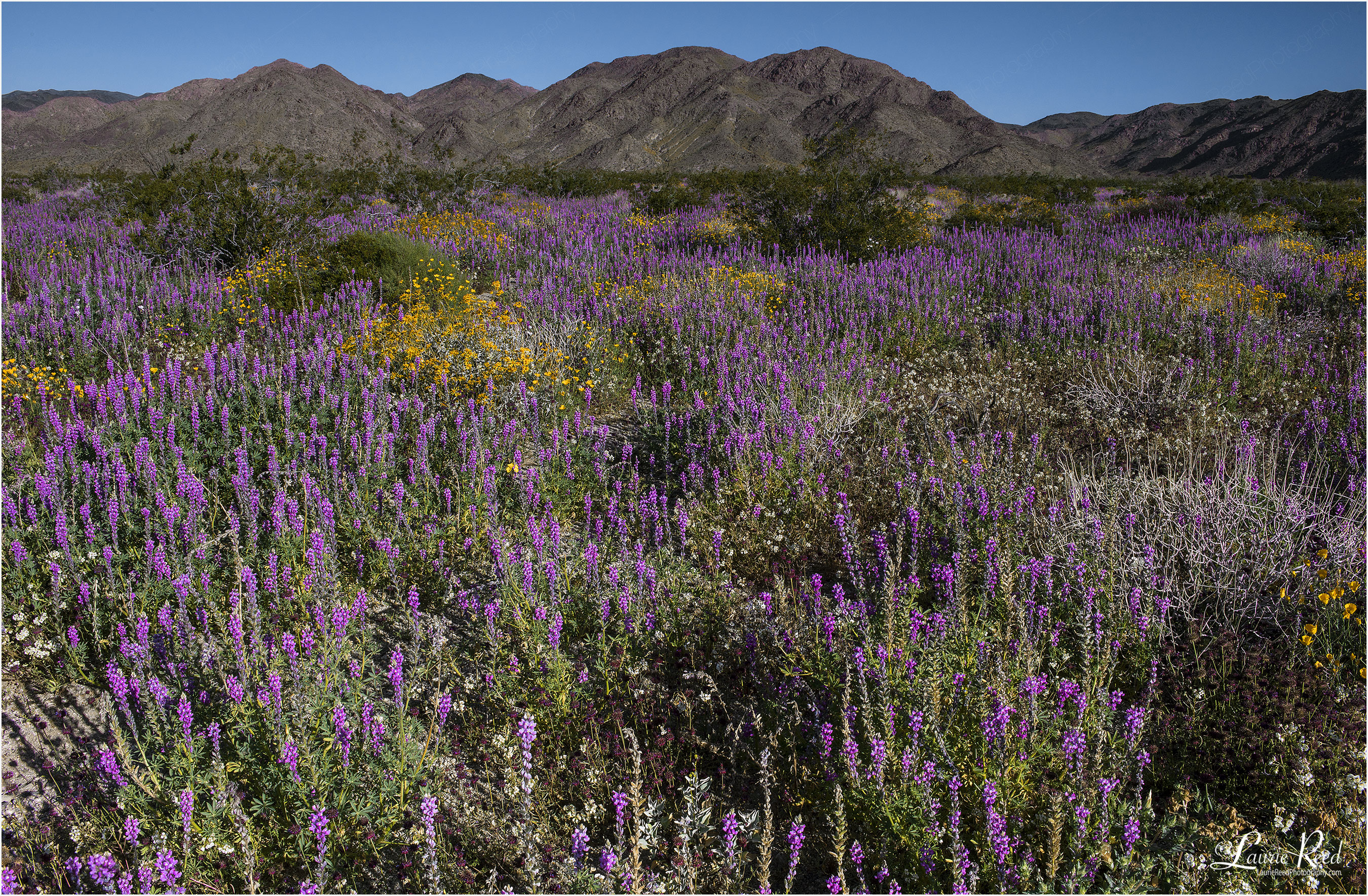 Joshua Tree Lupine - © Laurie Reed Photography