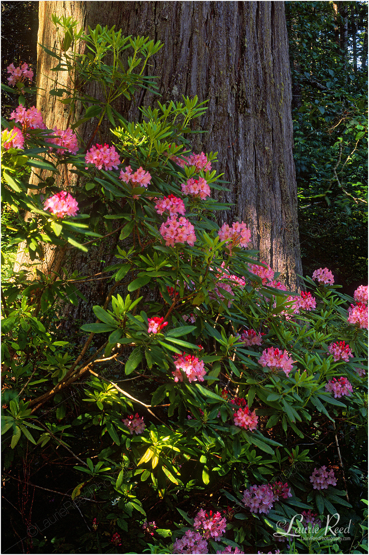 Roadside Rhododendron - © Laurie Reed Photography