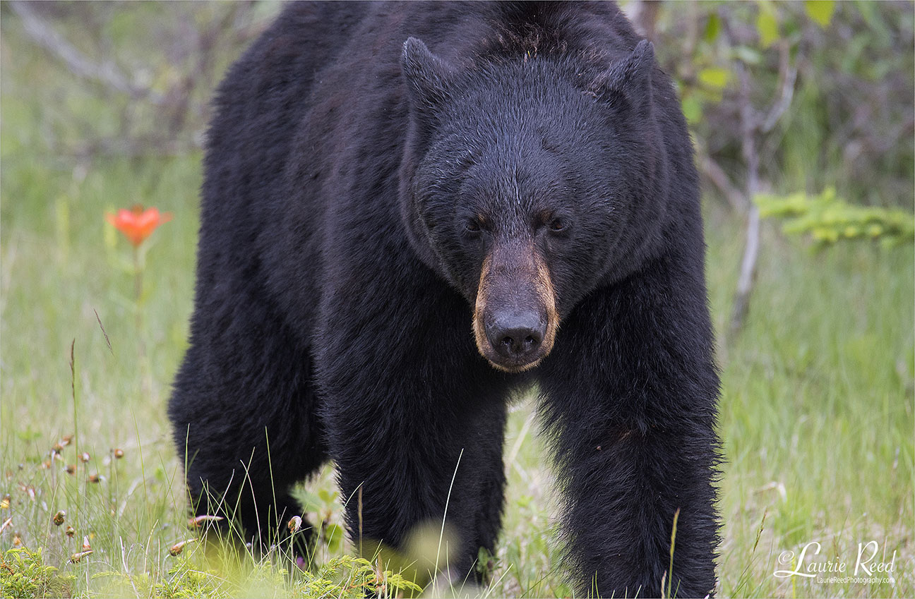 Beary Poppy - © Laurie Reed Photography