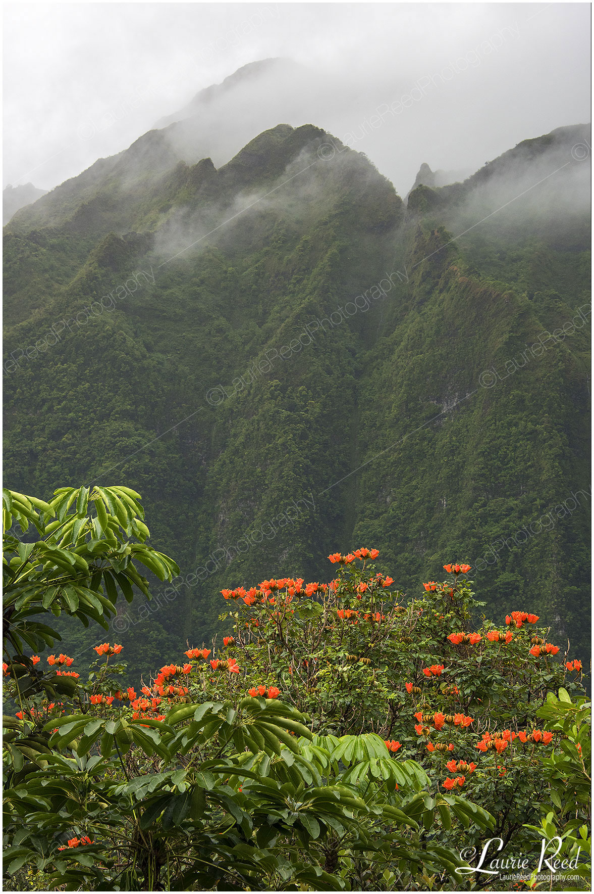African Tulip Tree © Laurie Reed Photography