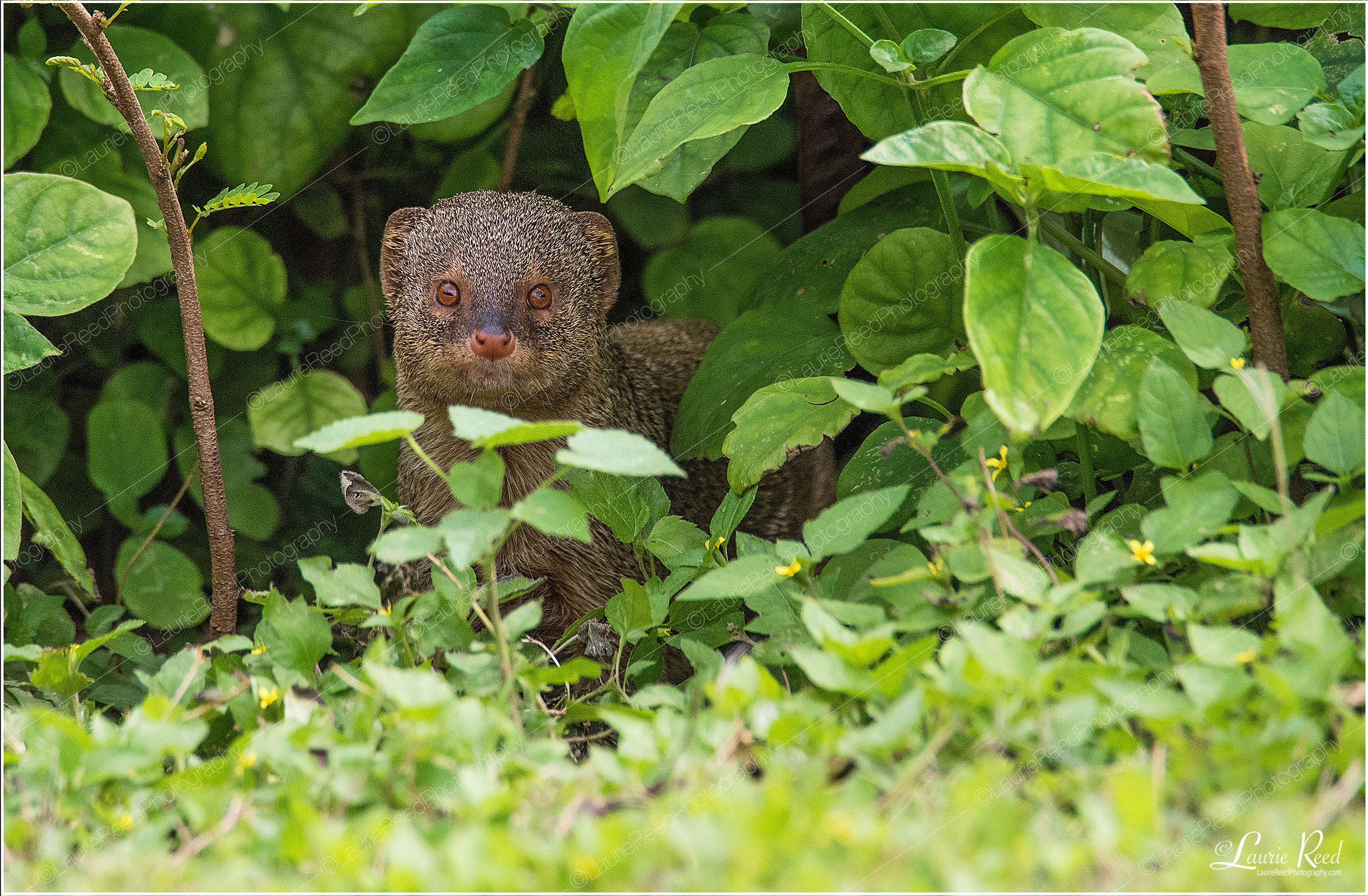 Indian Mongoose © Laurie Reed Photography