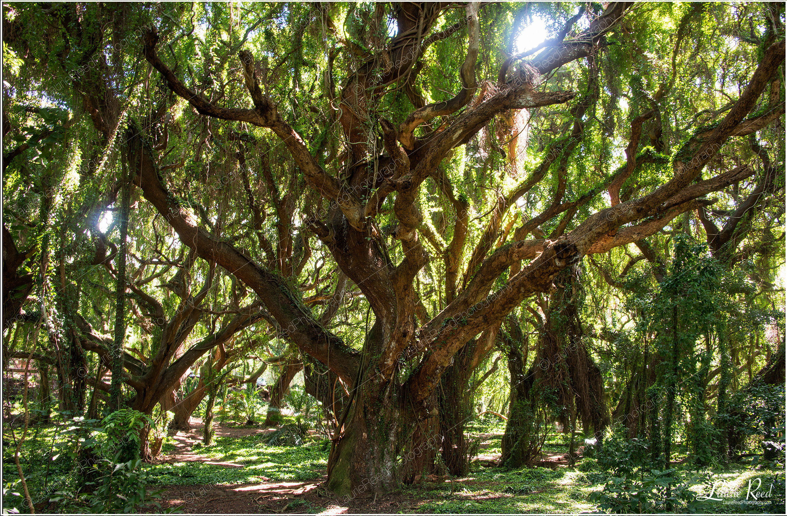 Mighty Enchanting © Laurie Reed Photography