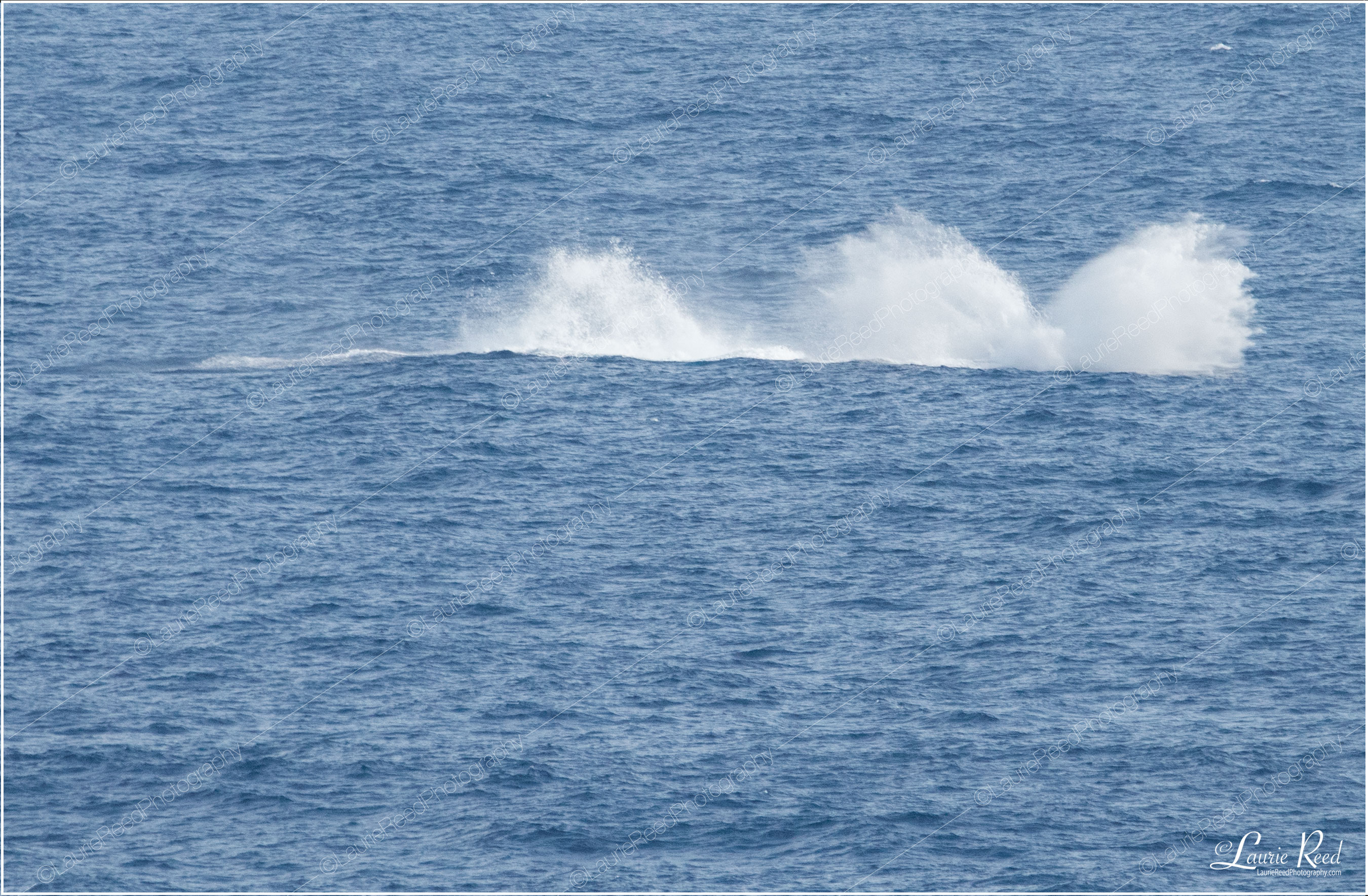 Whale Splash © Laurie Reed Photography