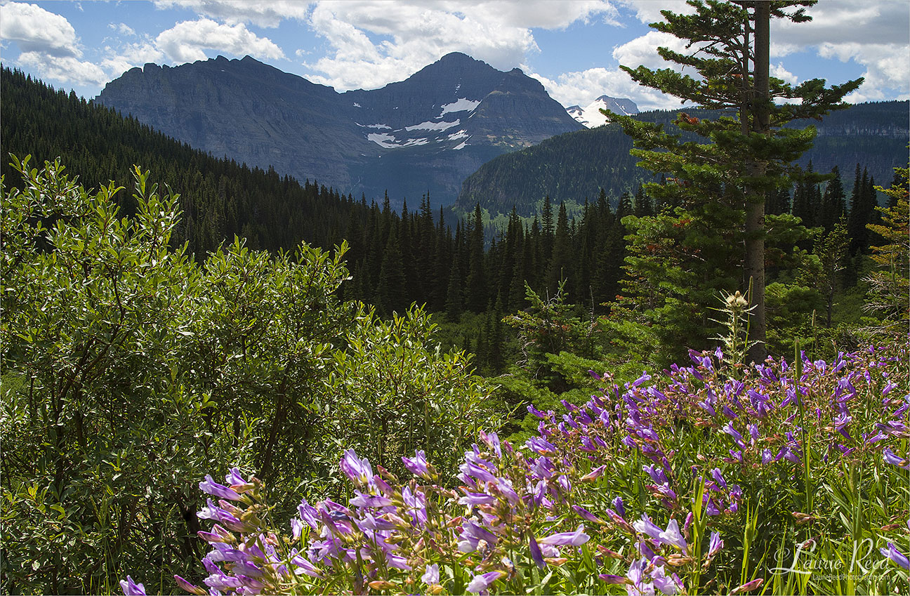 Purple Penstemon - © Laurie Reed Photography