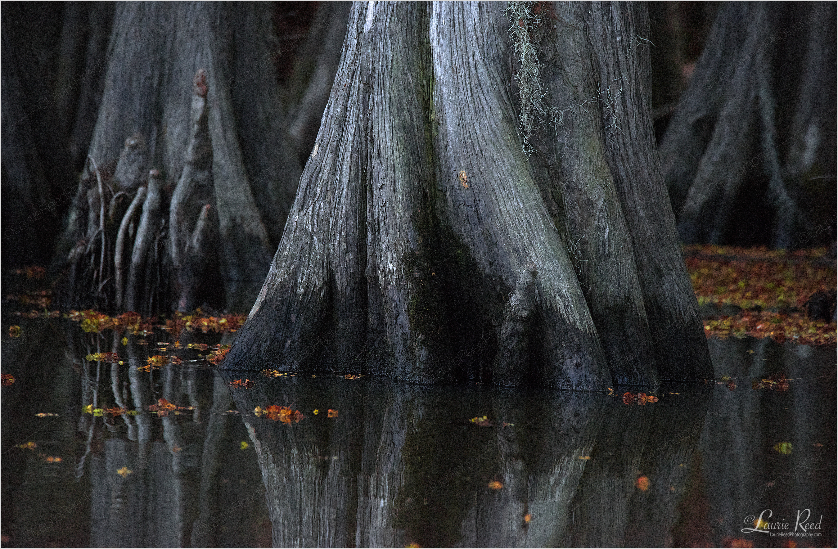 © Laurie Reed Photography - Central Park