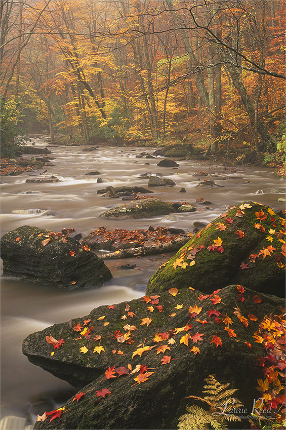 Fall Creek - © Laurie Reed Photography