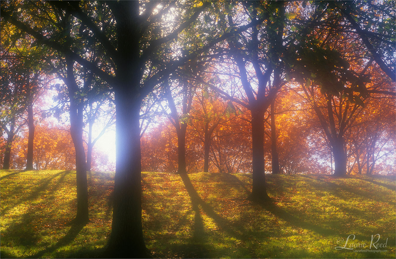 Forest Glow - © Laurie Reed Photography