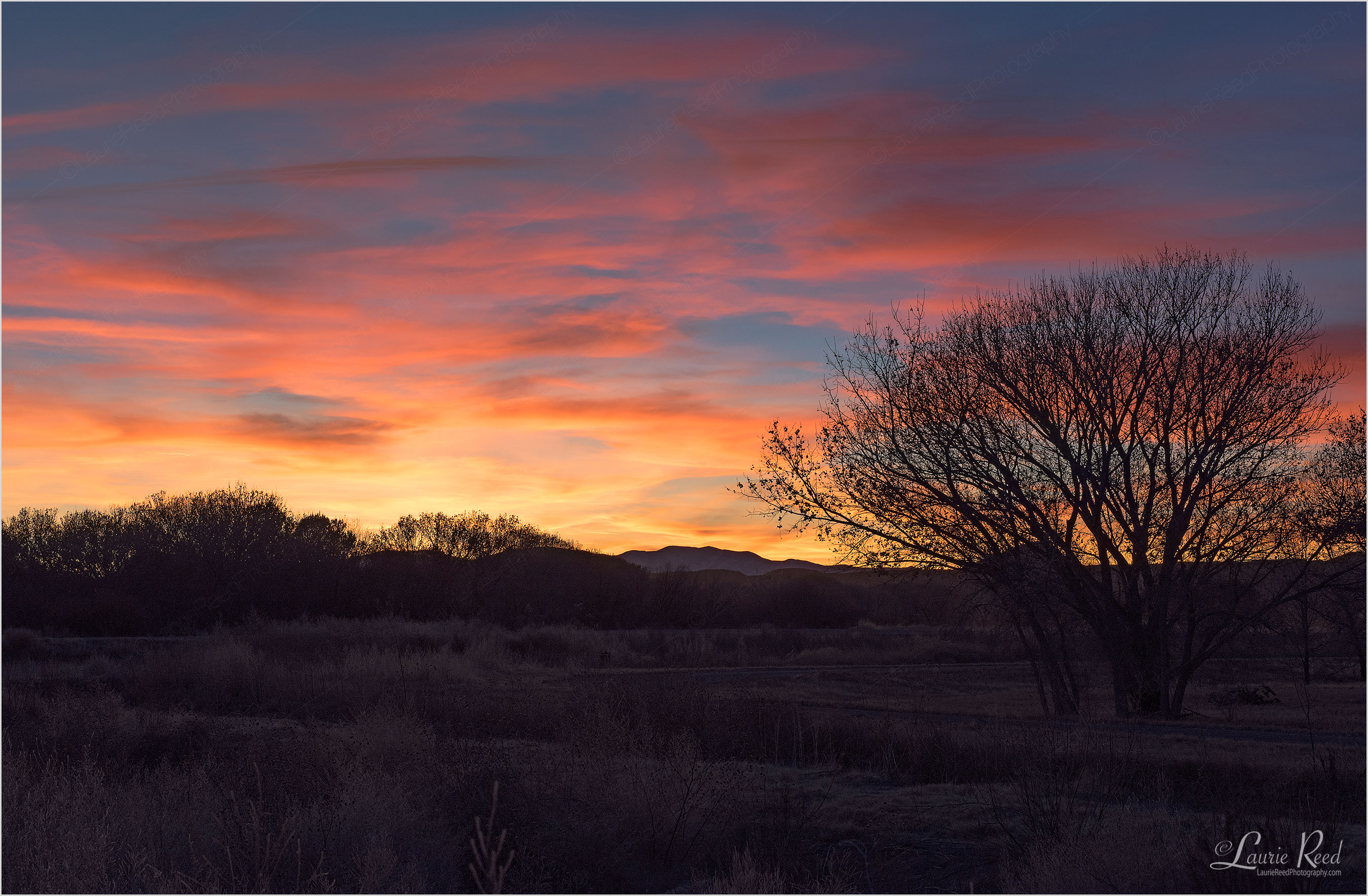© Laurie Reed Photography