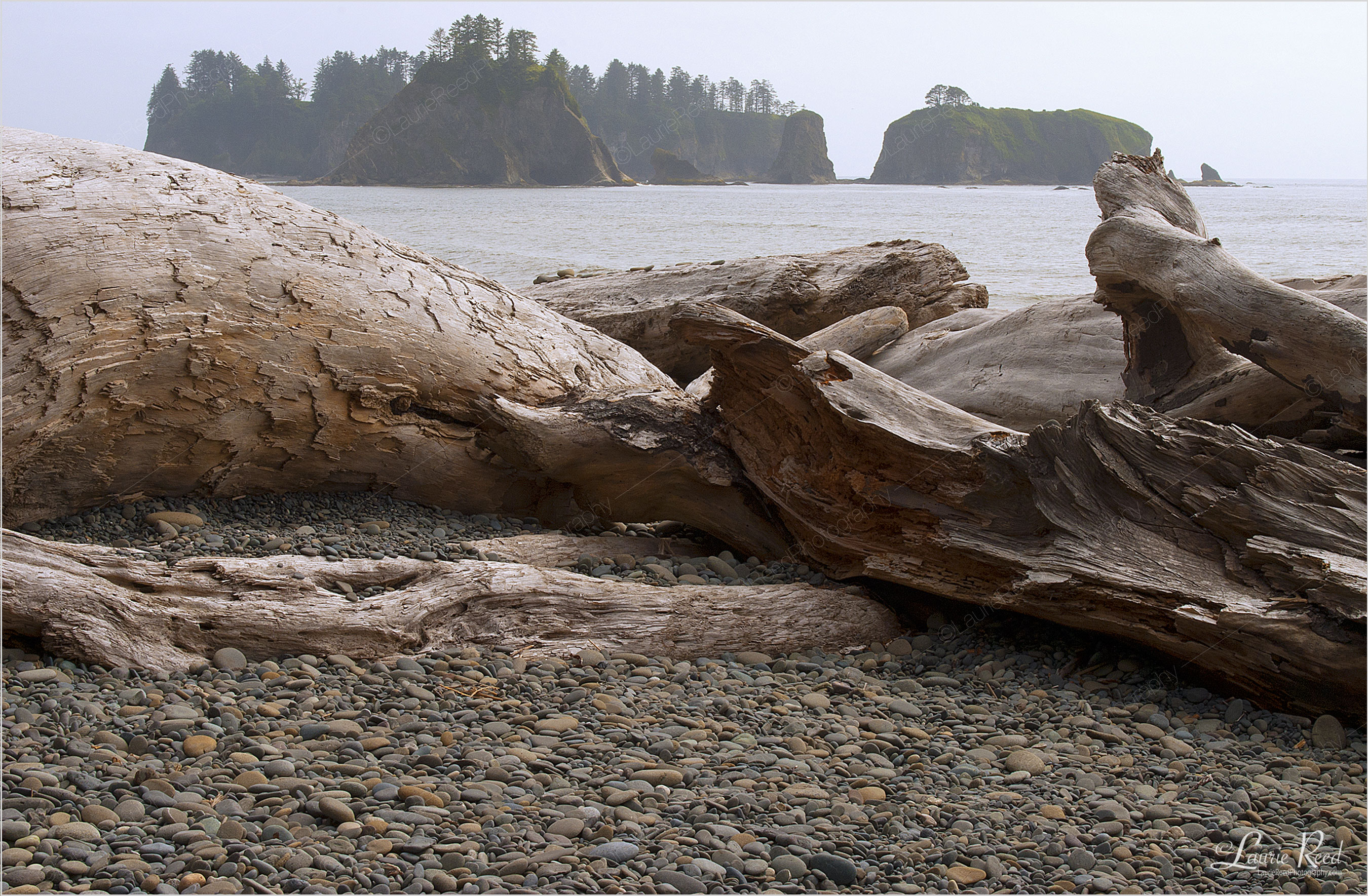 Olympic N.P. Beach - © Laurie Reed Photography