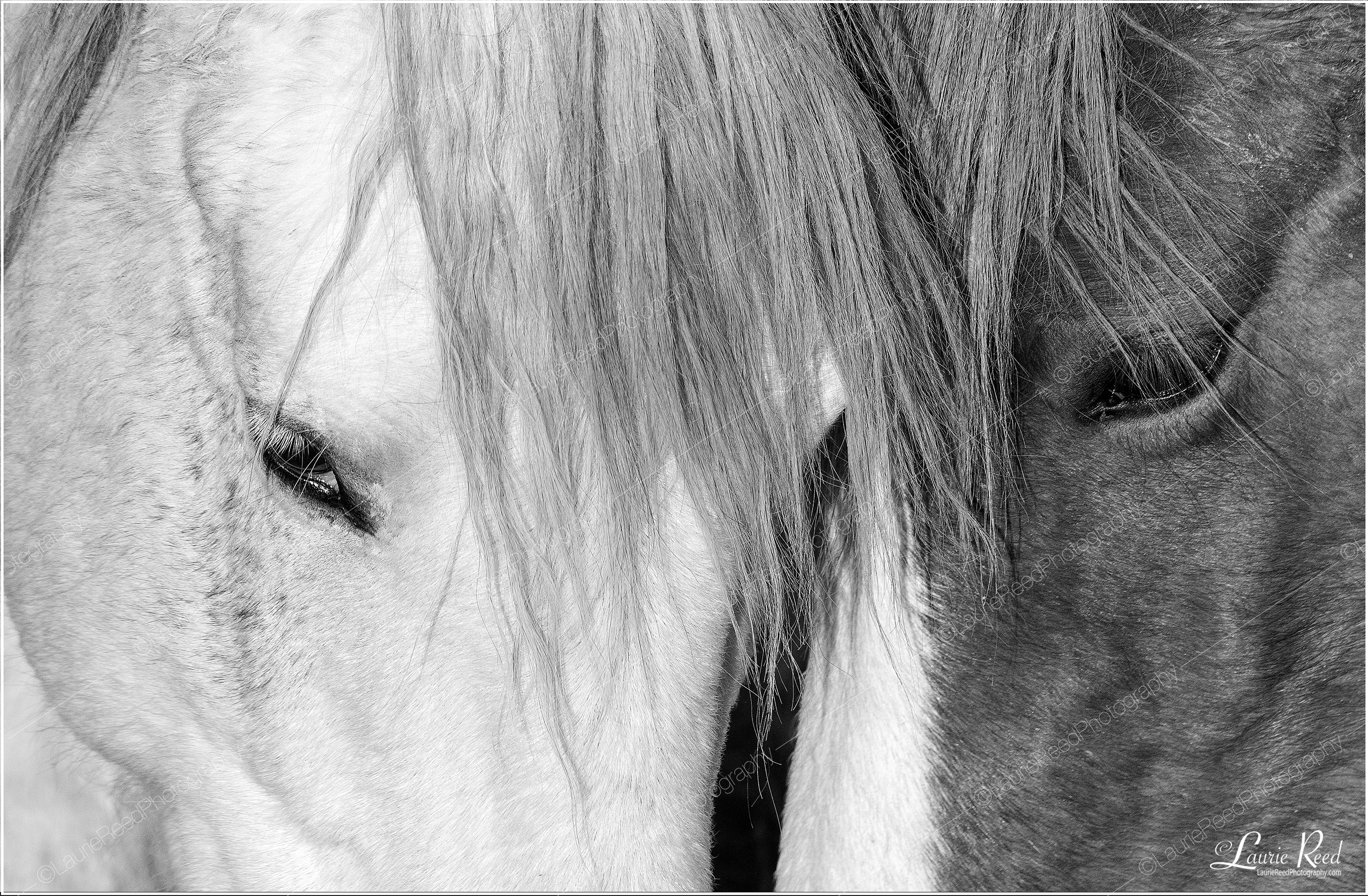 Affection © Laurie Reed Photography