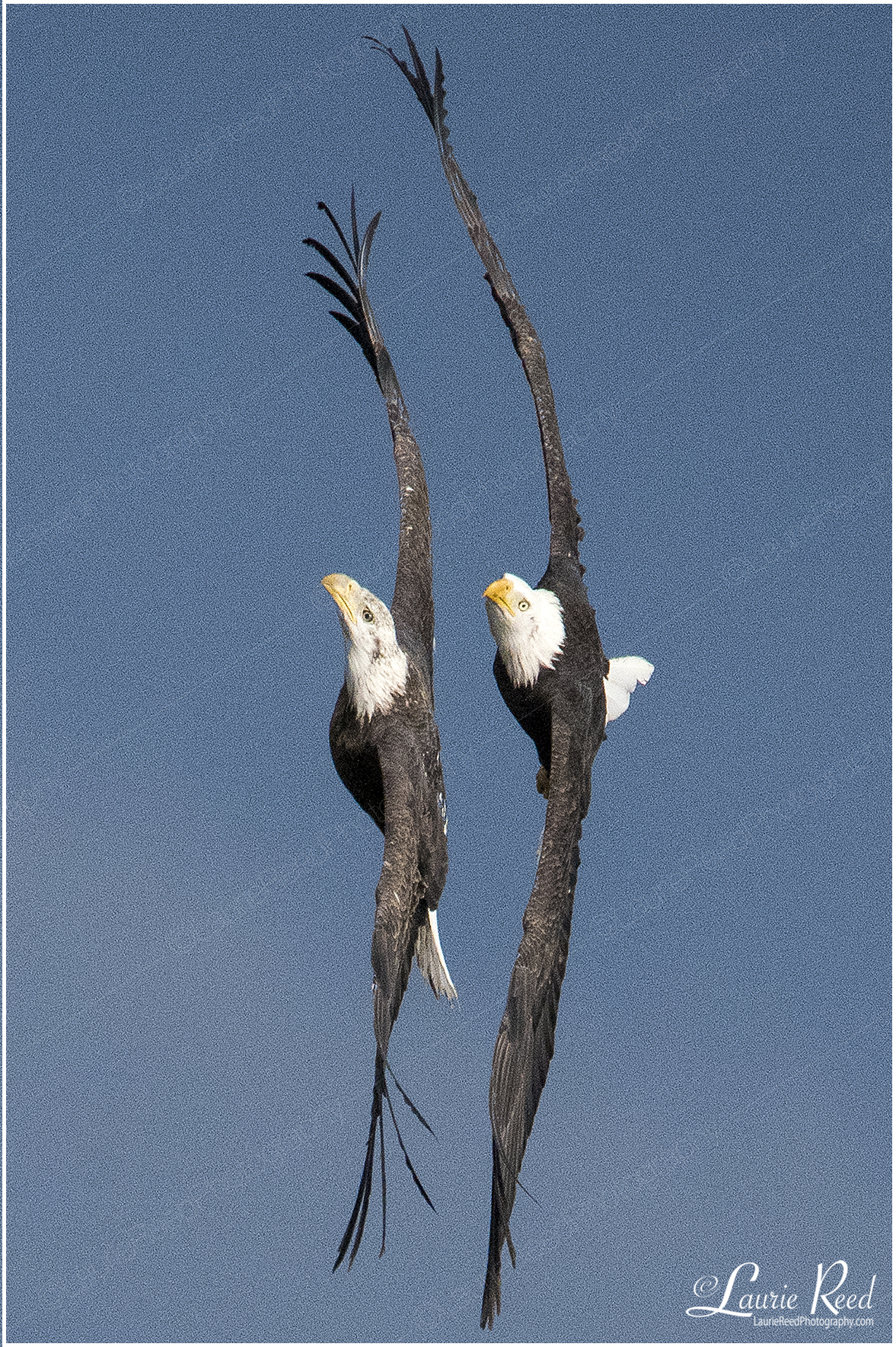 Eagles Vertical © Laurie Reed Photography