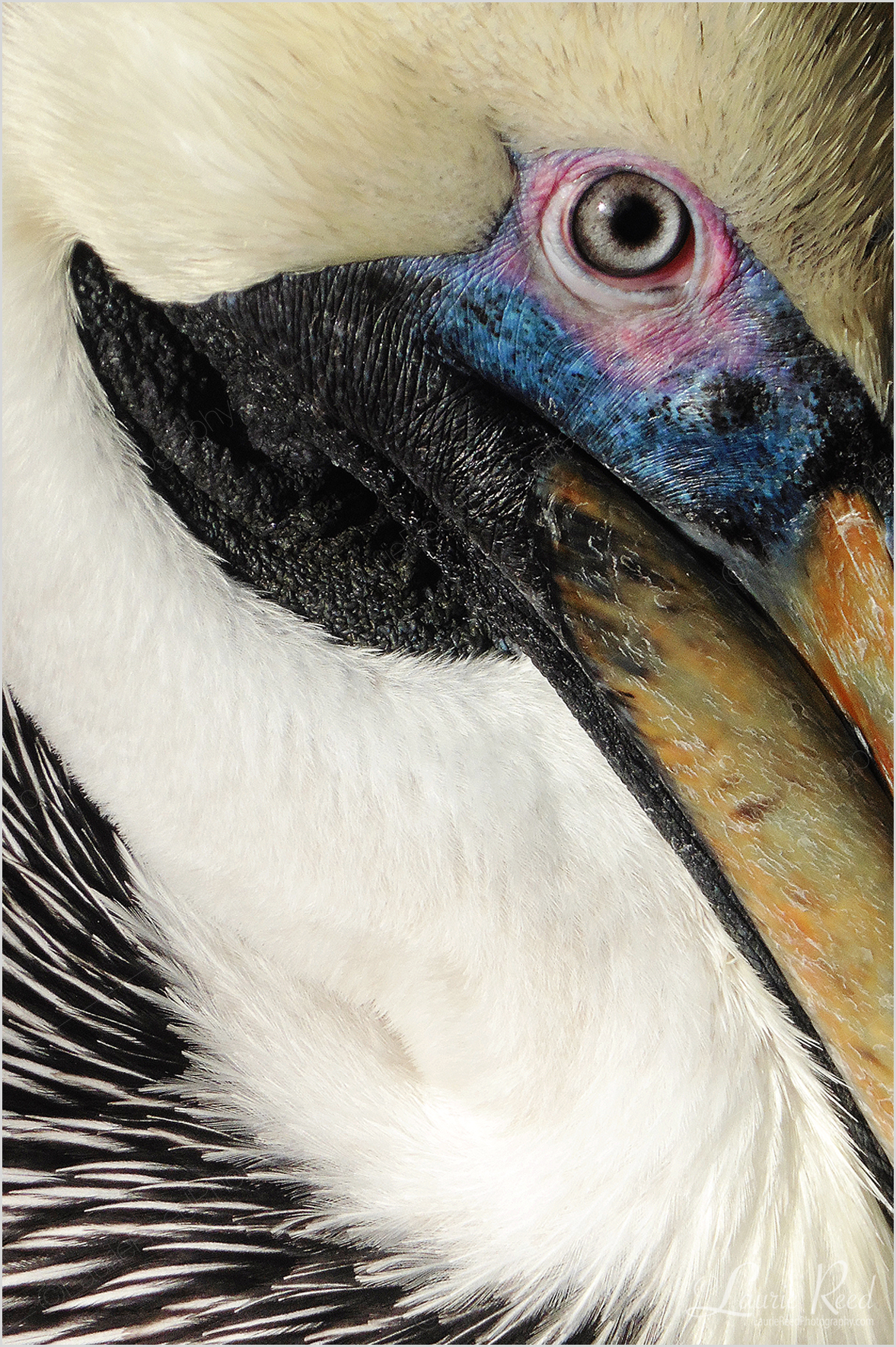 Brown Pelican Giving Me The Eye © Laurie Reed Photography Portfolio