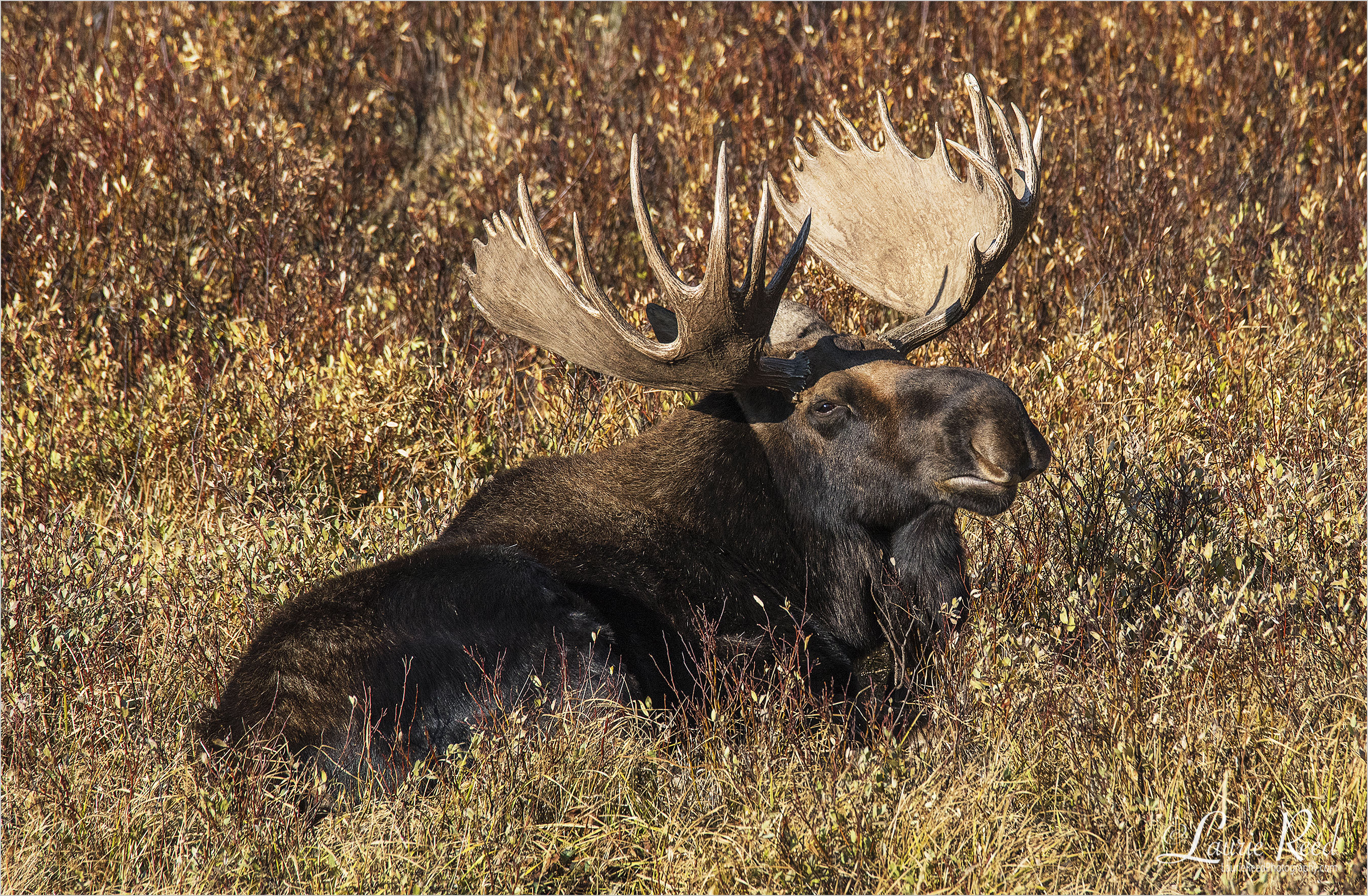 Bull Moose © Laurie Reed Photography