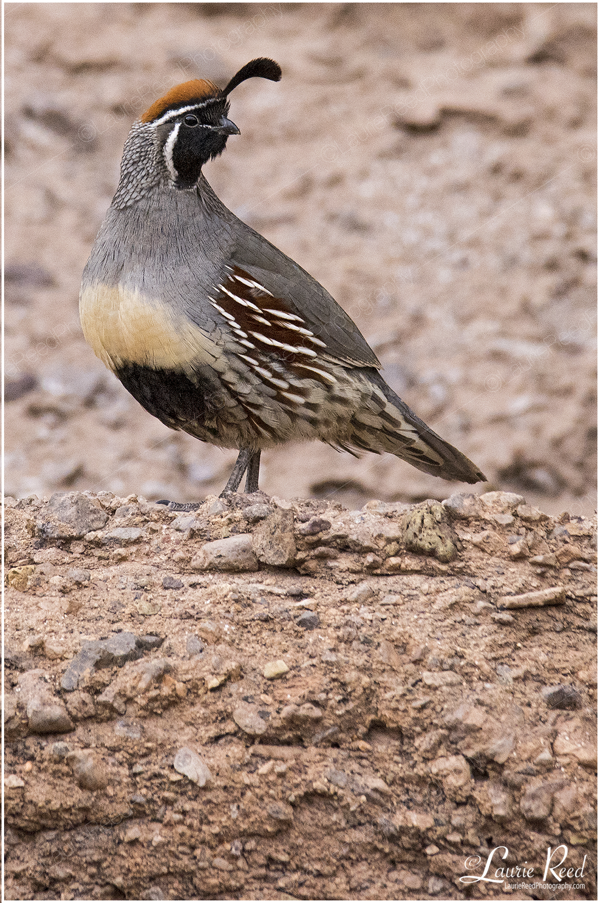 Gambel Quail © Laurie Reed Photography