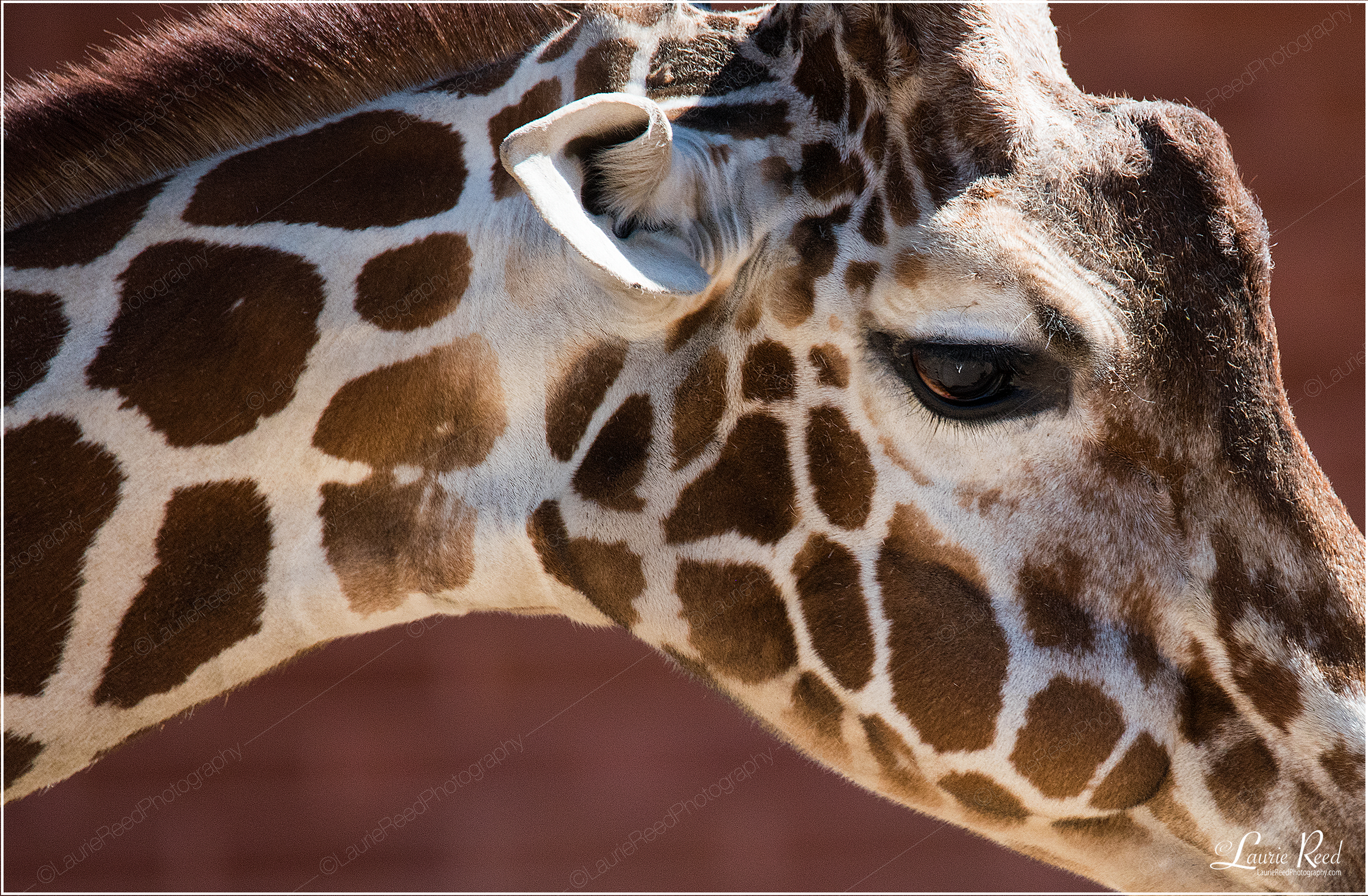 Giraffe © Laurie Reed Photography