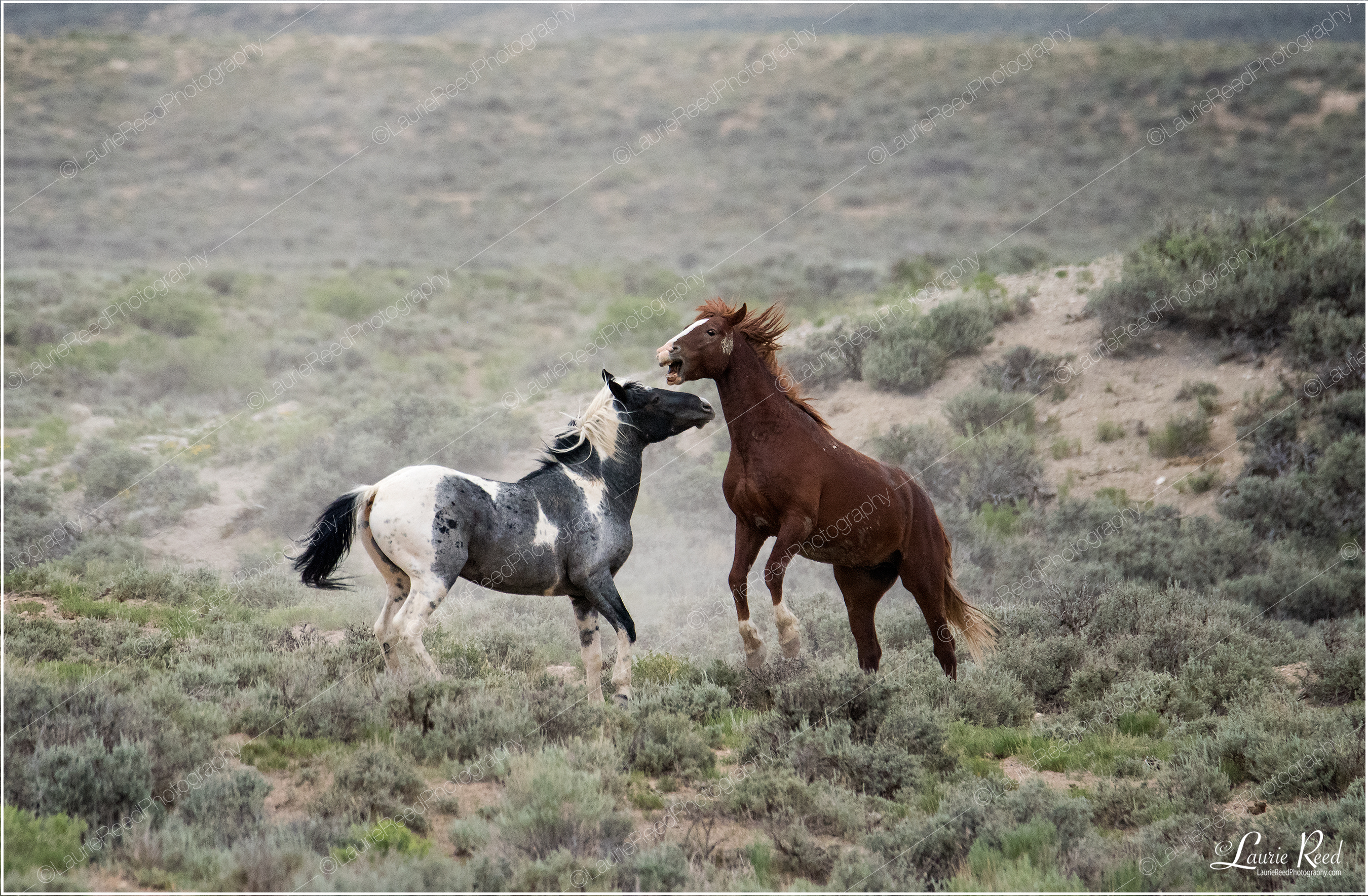How The West Was Won-1 © Laurie Reed Photography