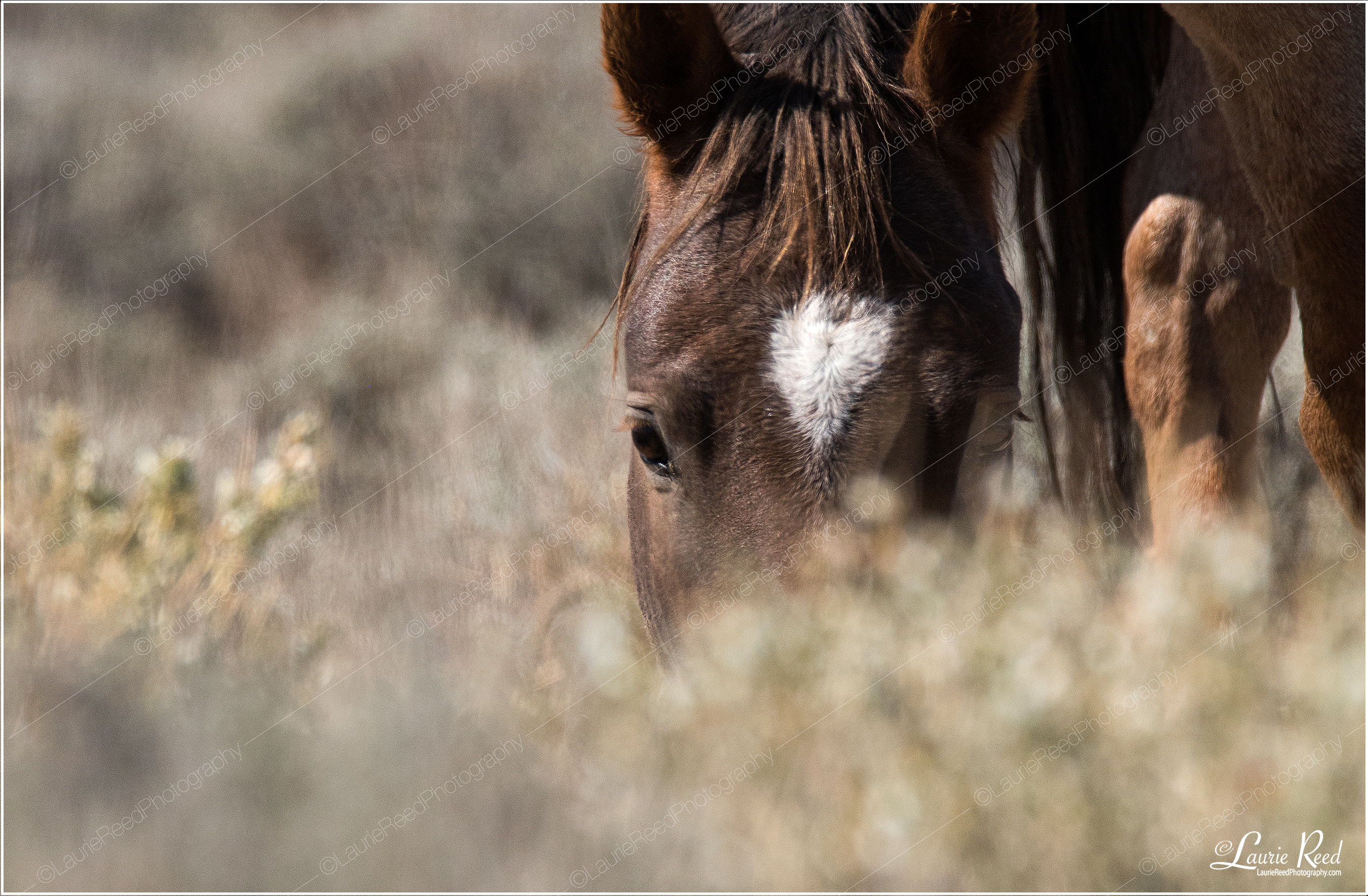 I've Got My Eye On You © Laurie Reed Photography
