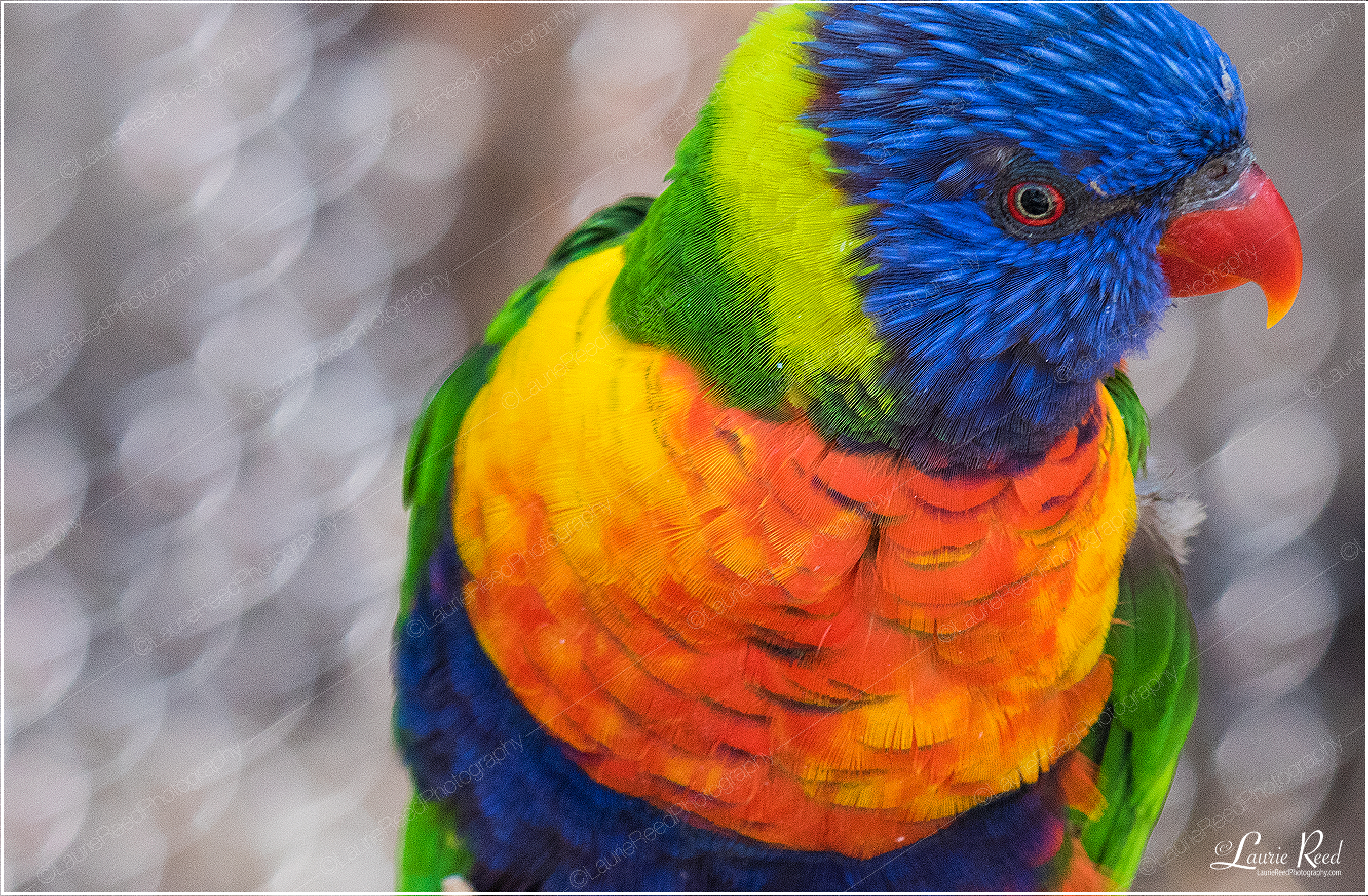 Lorikeet © Laurie Reed Photography