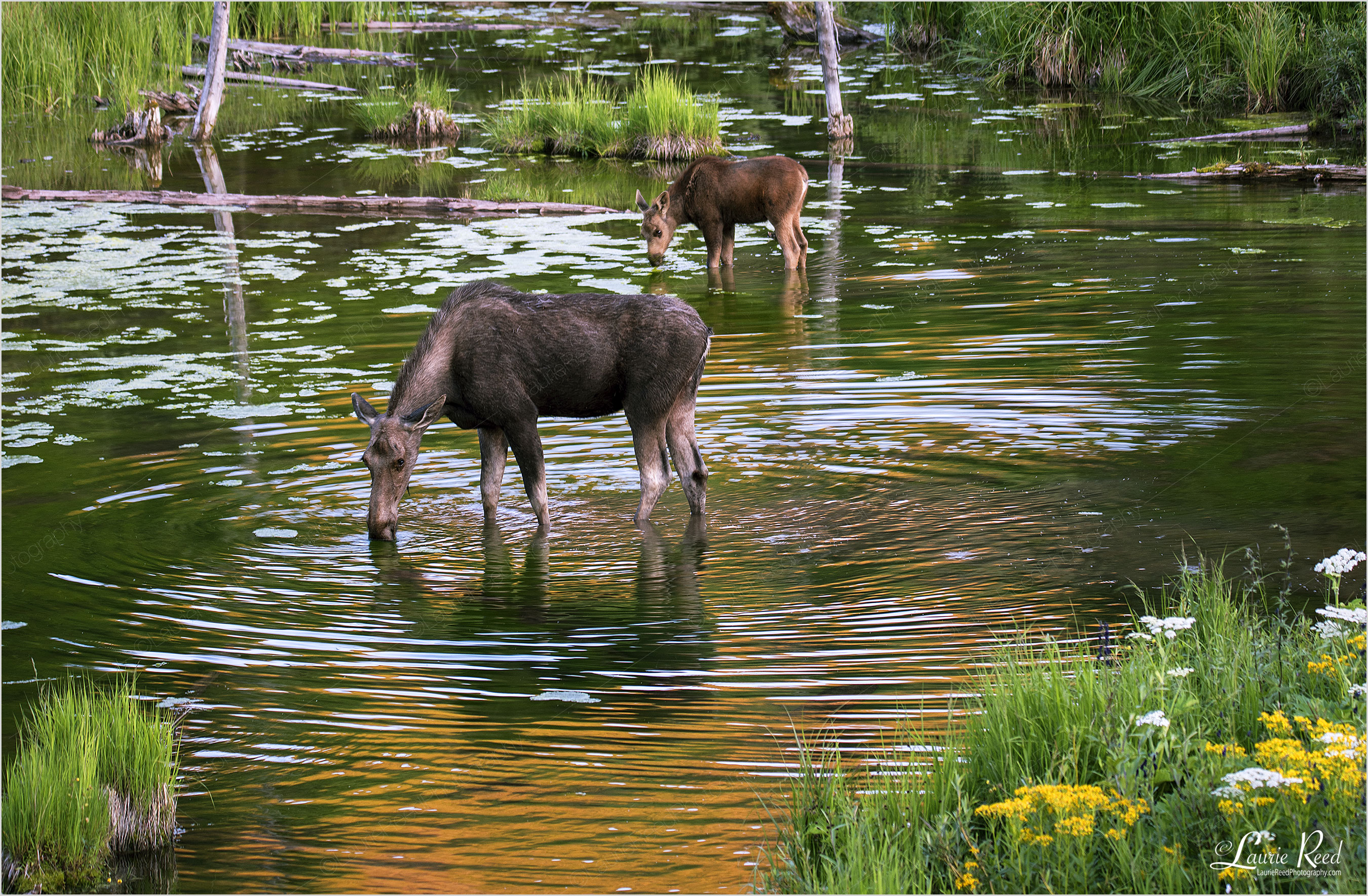Moose & Baby ©Laurie Reed Photography