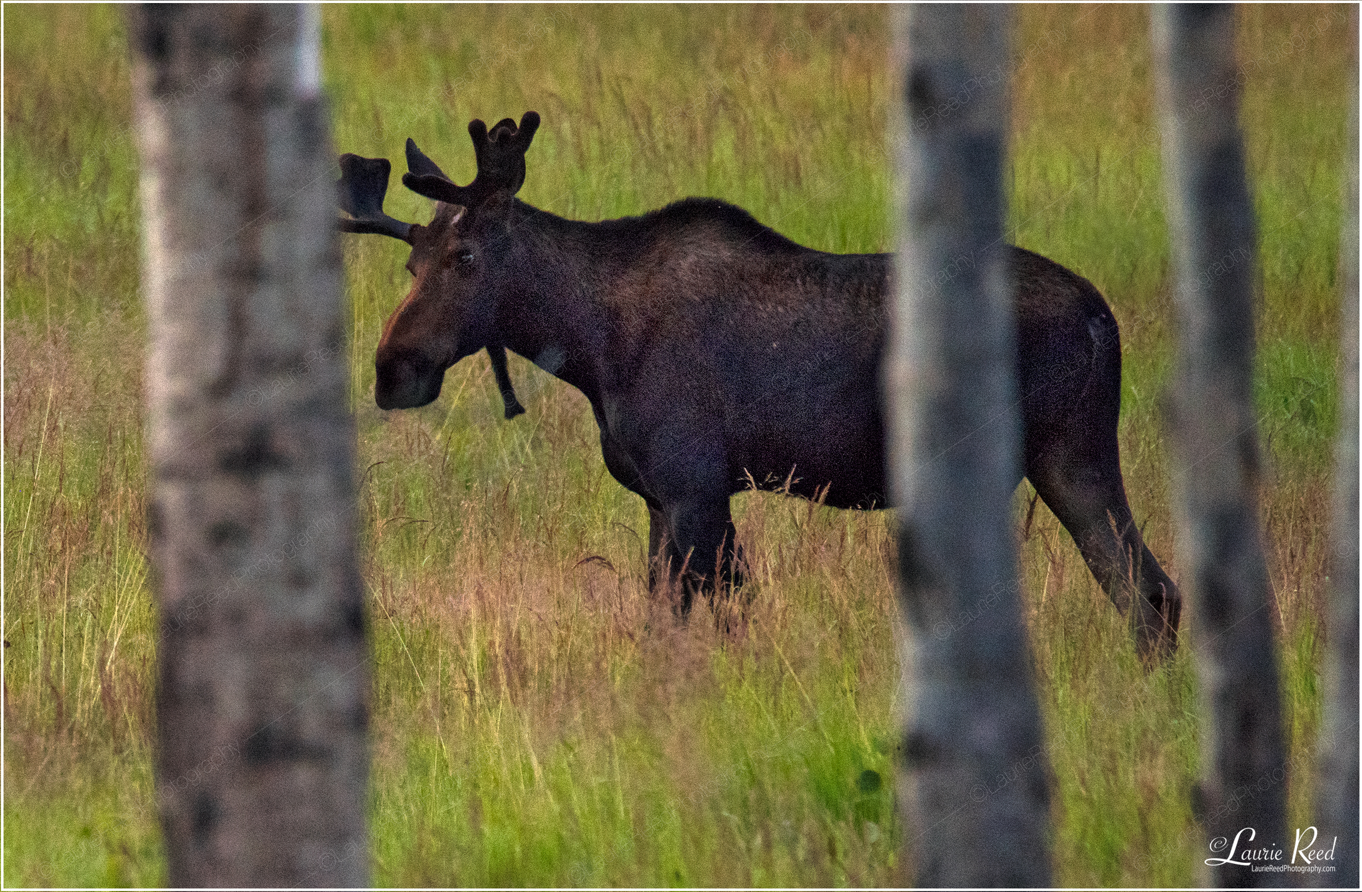Moose RMNP © Laurie Reed Photography