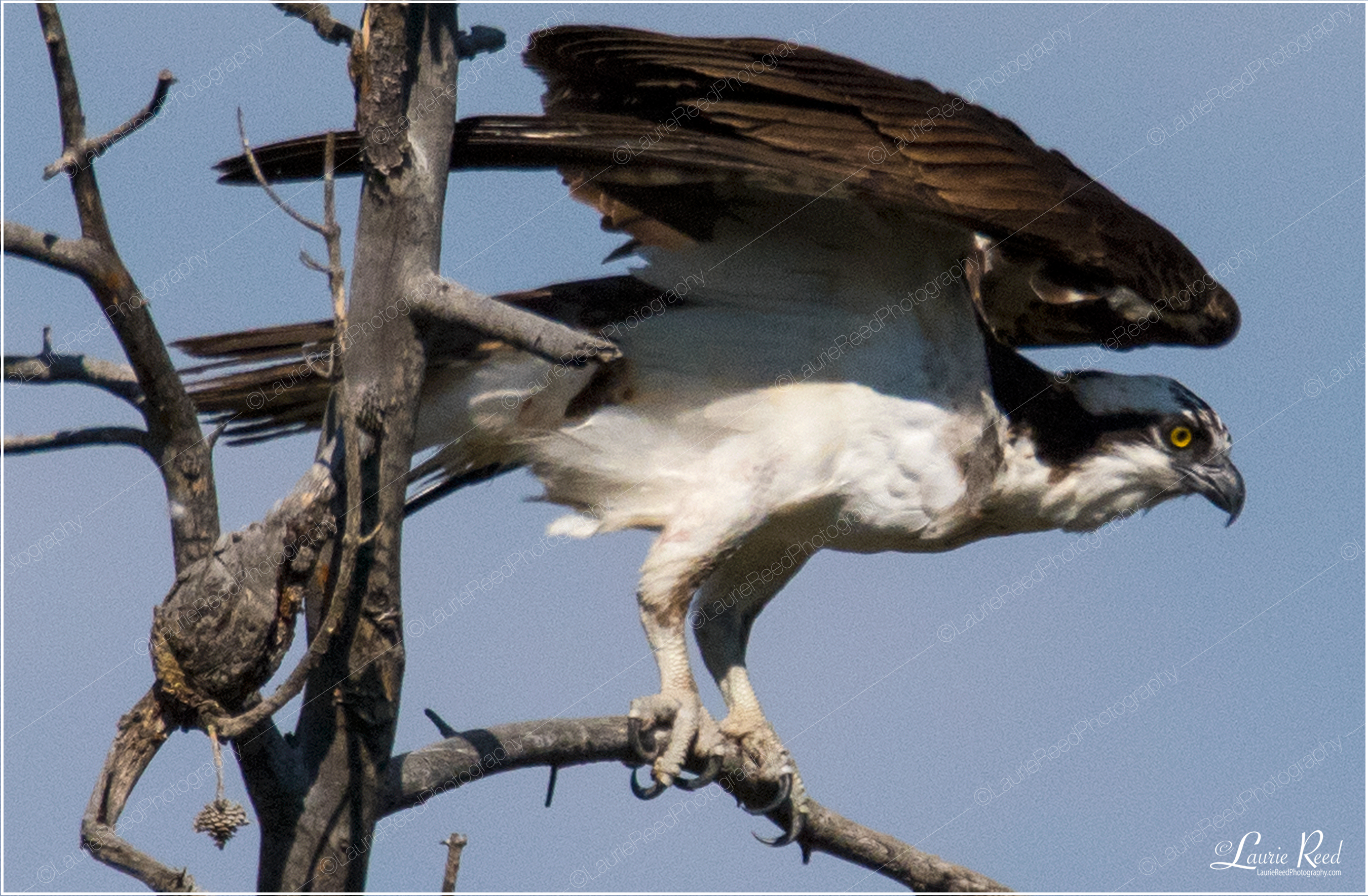 Osprey Ready For Take Off © Laurie Reed Photography