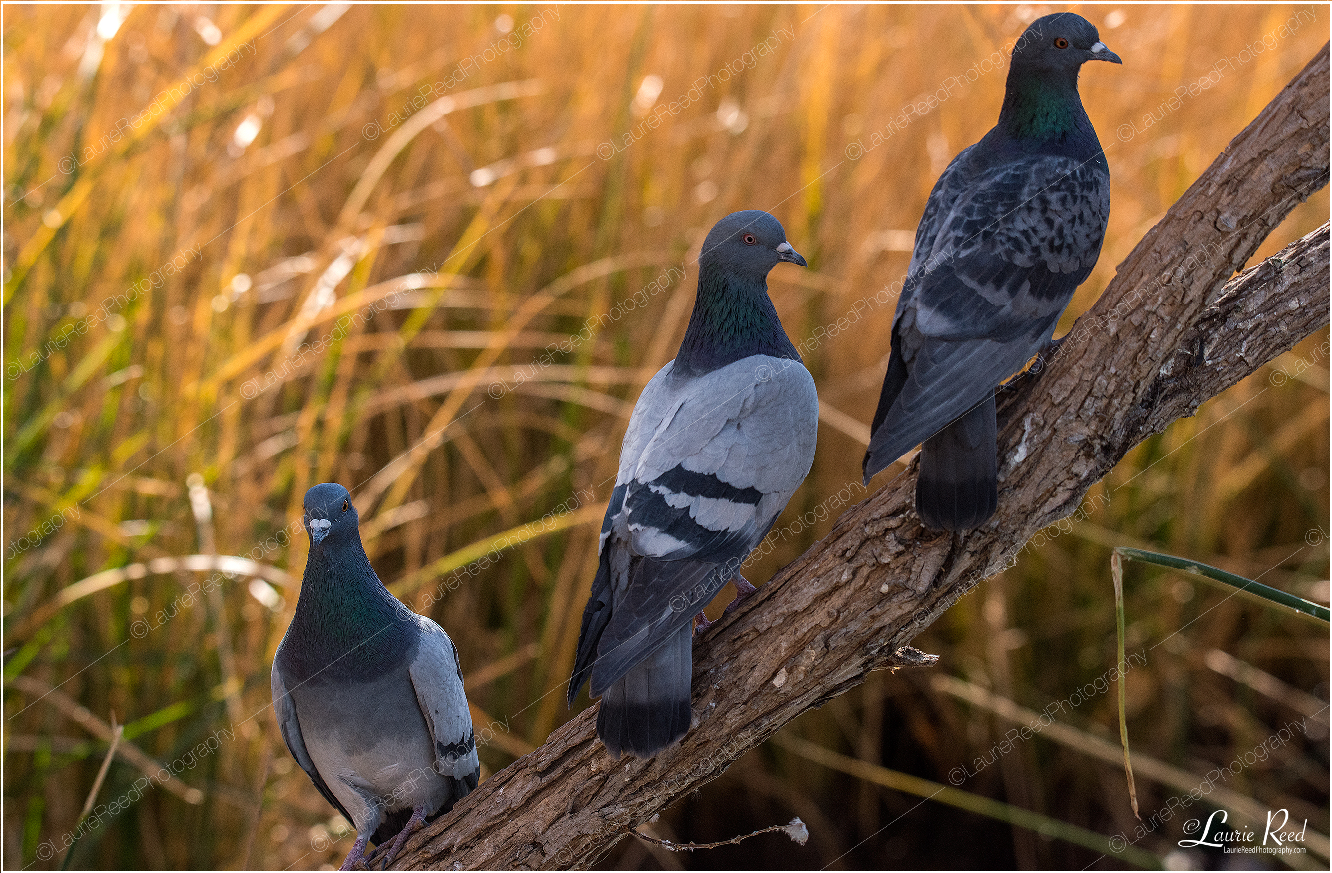 Pigeons © Laurie Reed Photography