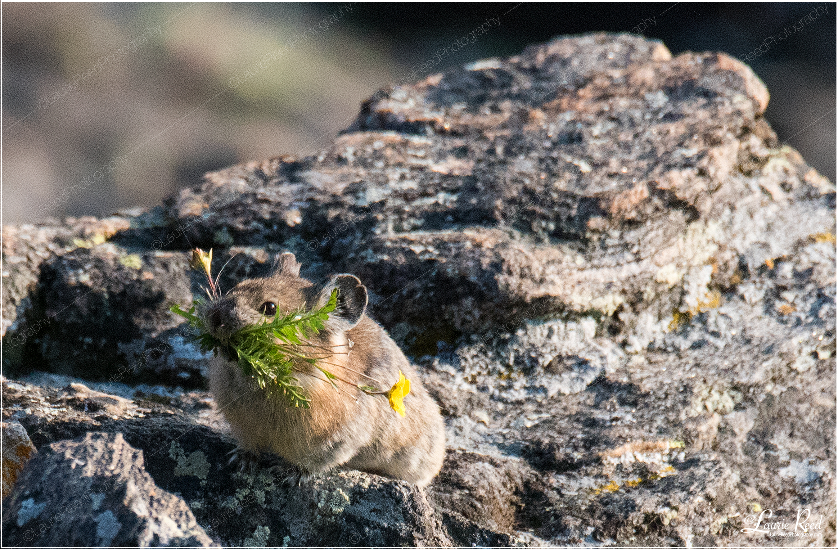 Pika Bouquet © Laurie Reed Photography