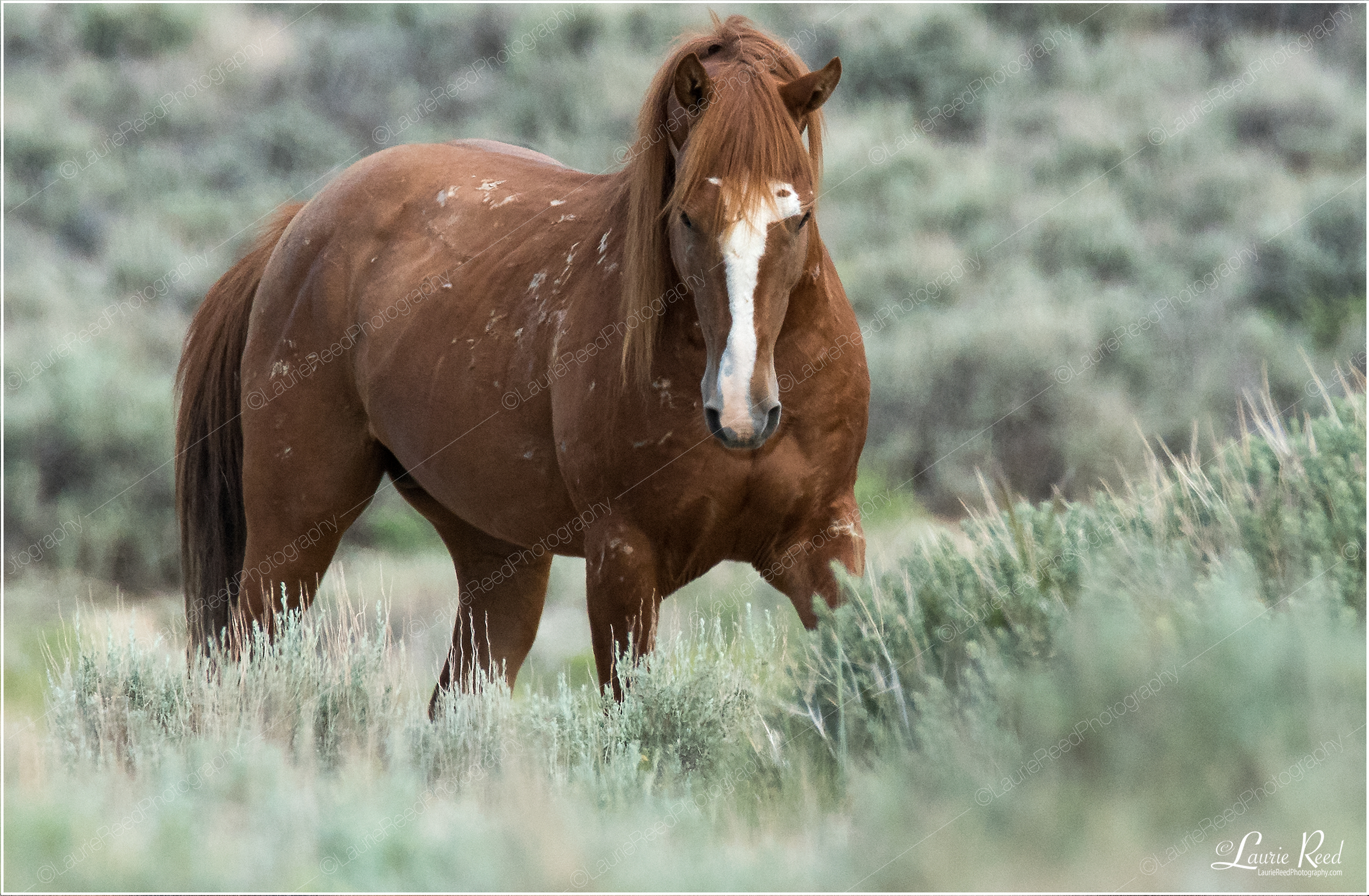 The Importance of Posture © Laurie Reed Photography