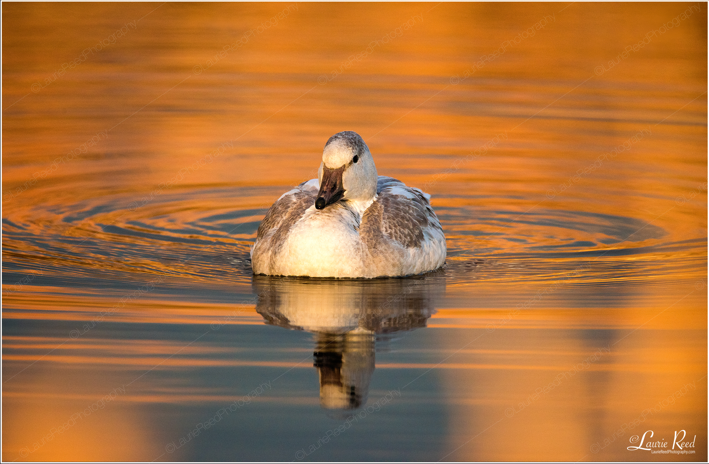 Stallion Battle 3 © Laurie Reed Photography