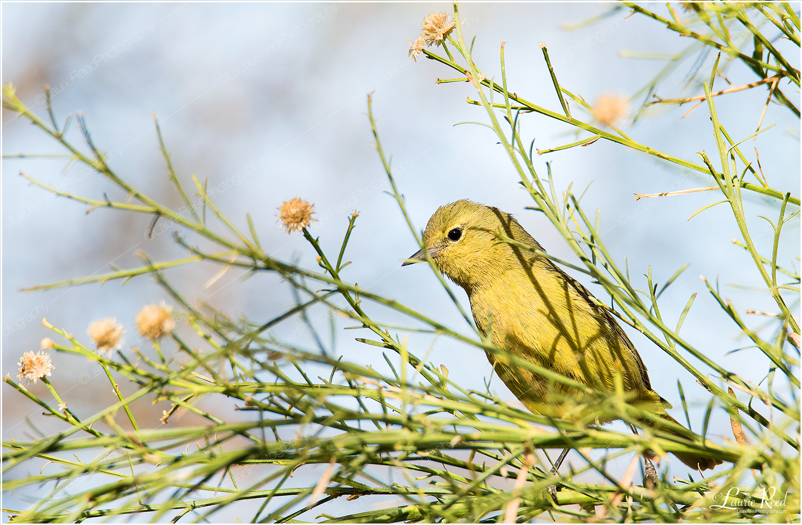 Townsend's Orange Crowned Warbler © Laurie Reed Photography