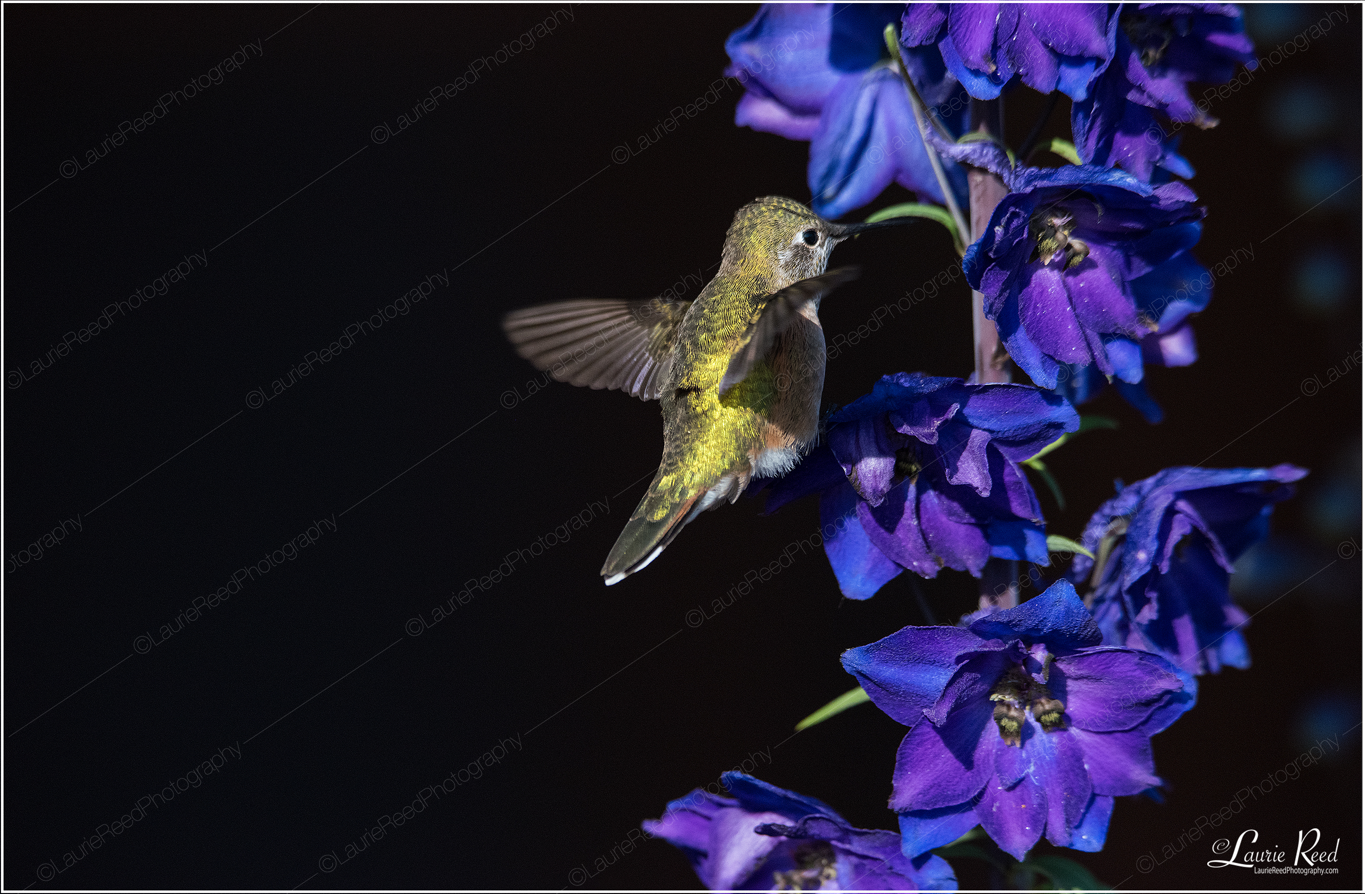 Hummingbird Delphinium © Laurie Reed Photography