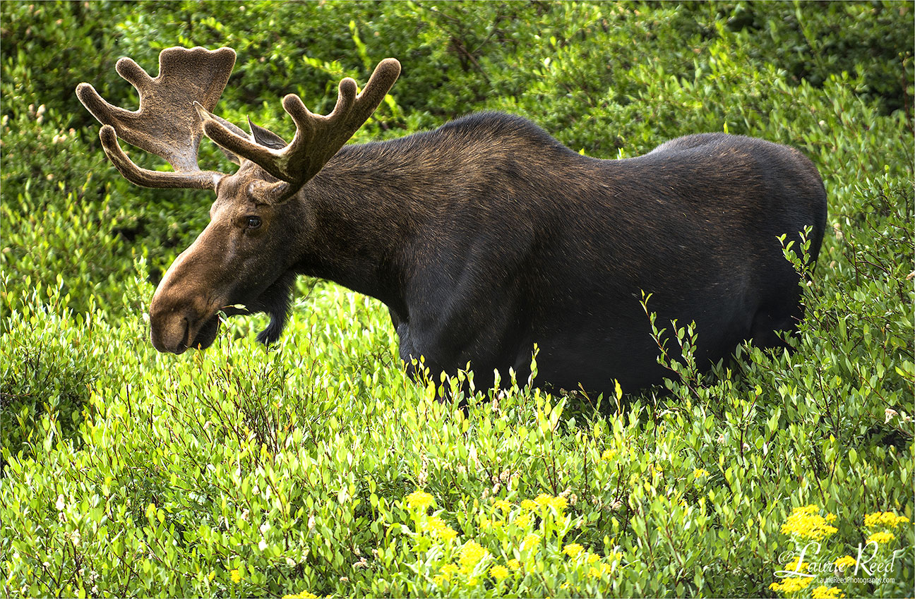 Moose Meeting - © Laurie Reed Photography
