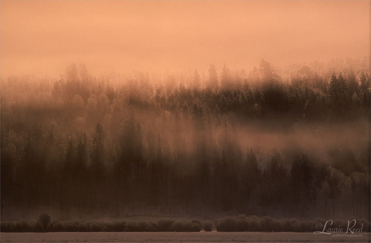 Peach Fog Soup - © Laurie Reed Photography